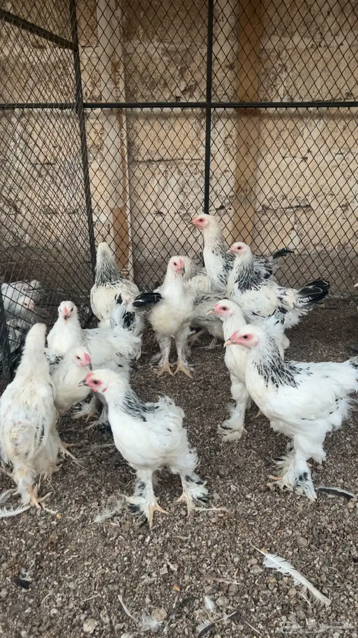 دجاج براهما كولمبي 1