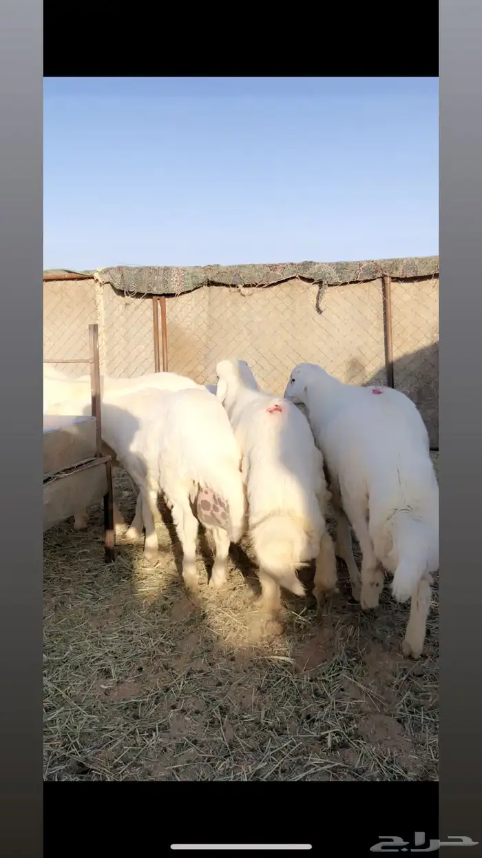 خرفان للبيع 0
