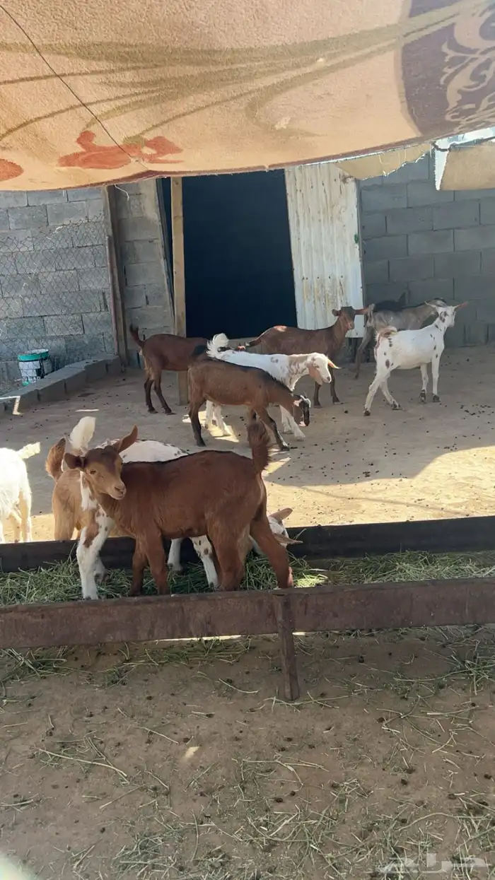 عرس للبيع تيوس وعنقان للبيع 1