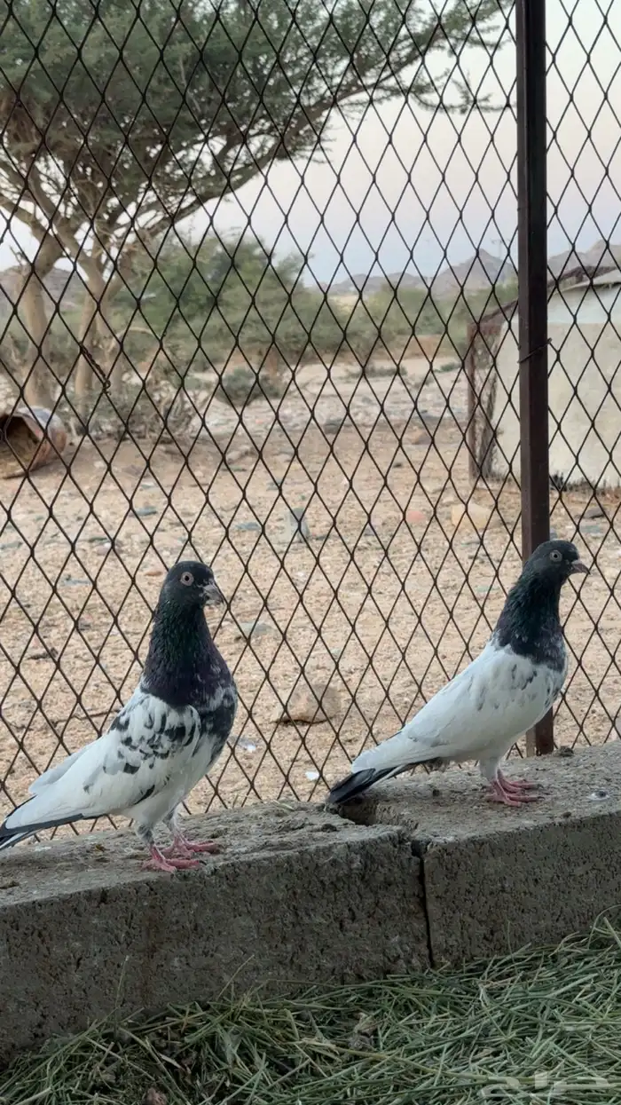 حمام باكستاني طيار 3