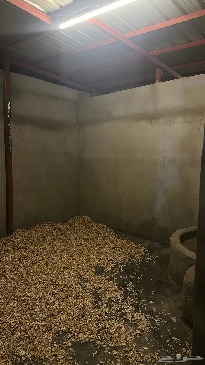 بوايك خيل 4