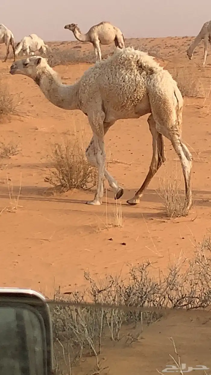 حشو العمر مخليل حليلات 4