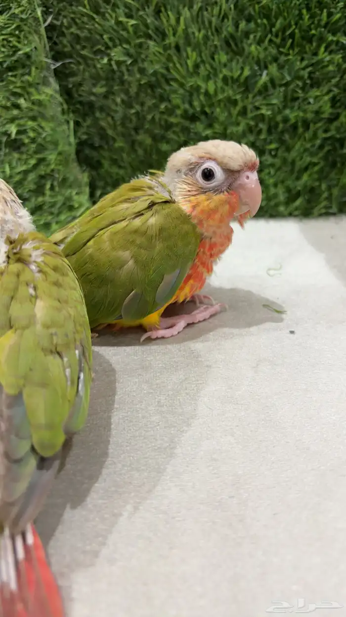 عرض فروخ كنيور 6