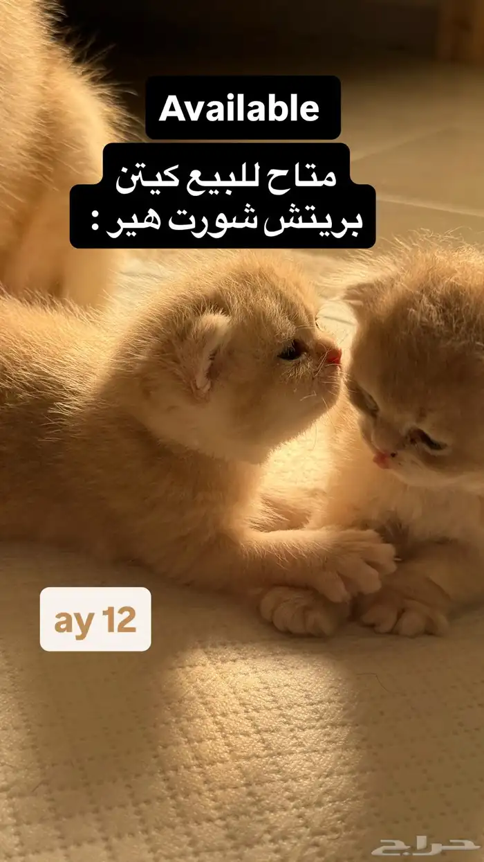 قطط بريتش للبيع بشهادة نسب موثوقه 1