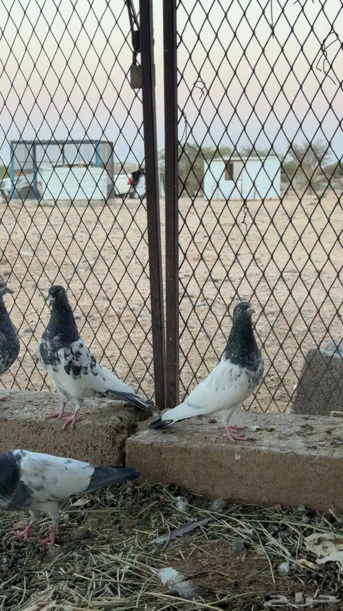 حمام باكستاني طيار 0
