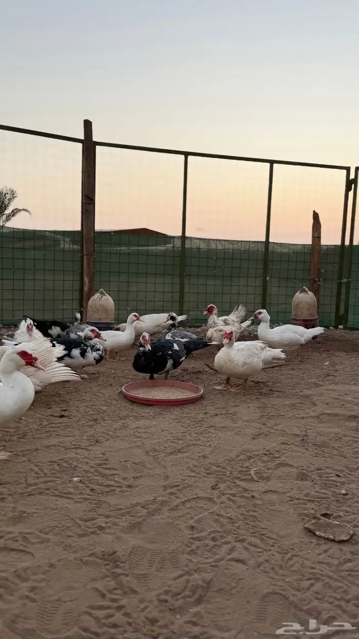 بط مسكوفي 12