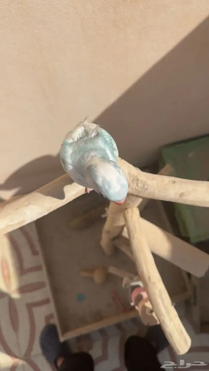 فرخ درة ابرق 2