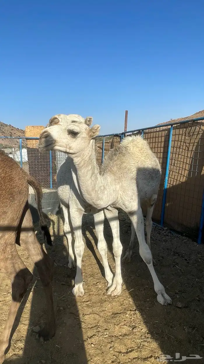 حشو نضيفه ماشاءالله 0