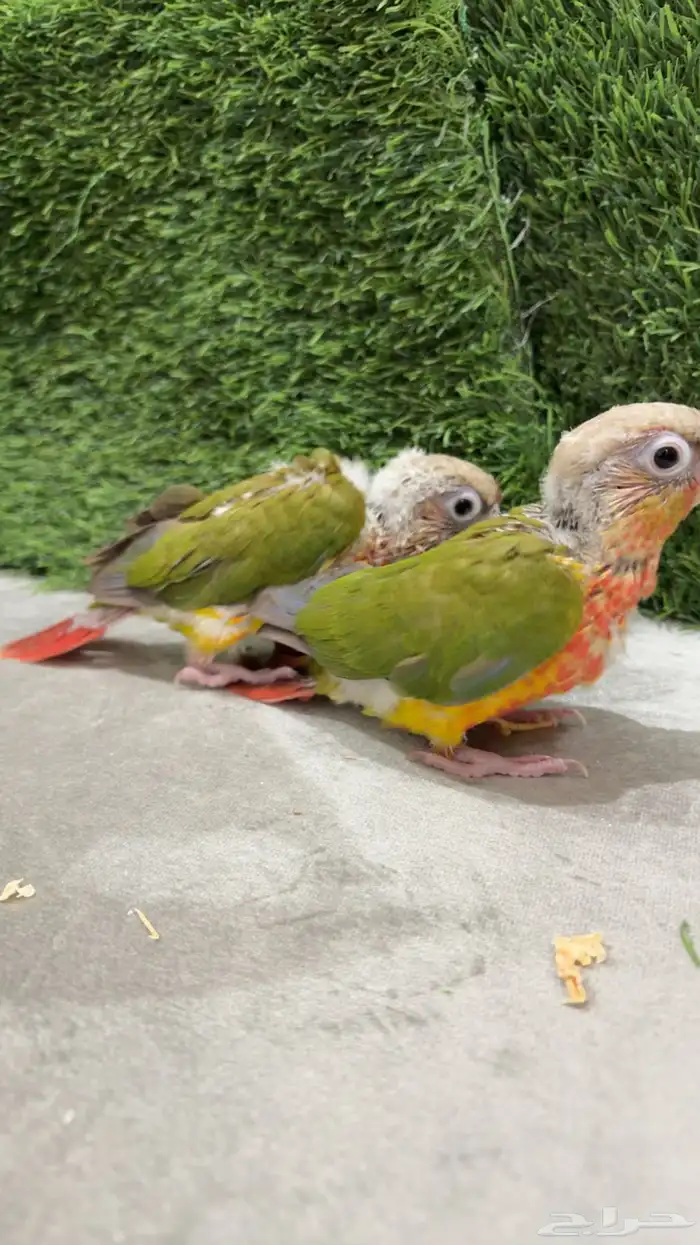 عرض فروخ كنيور 2