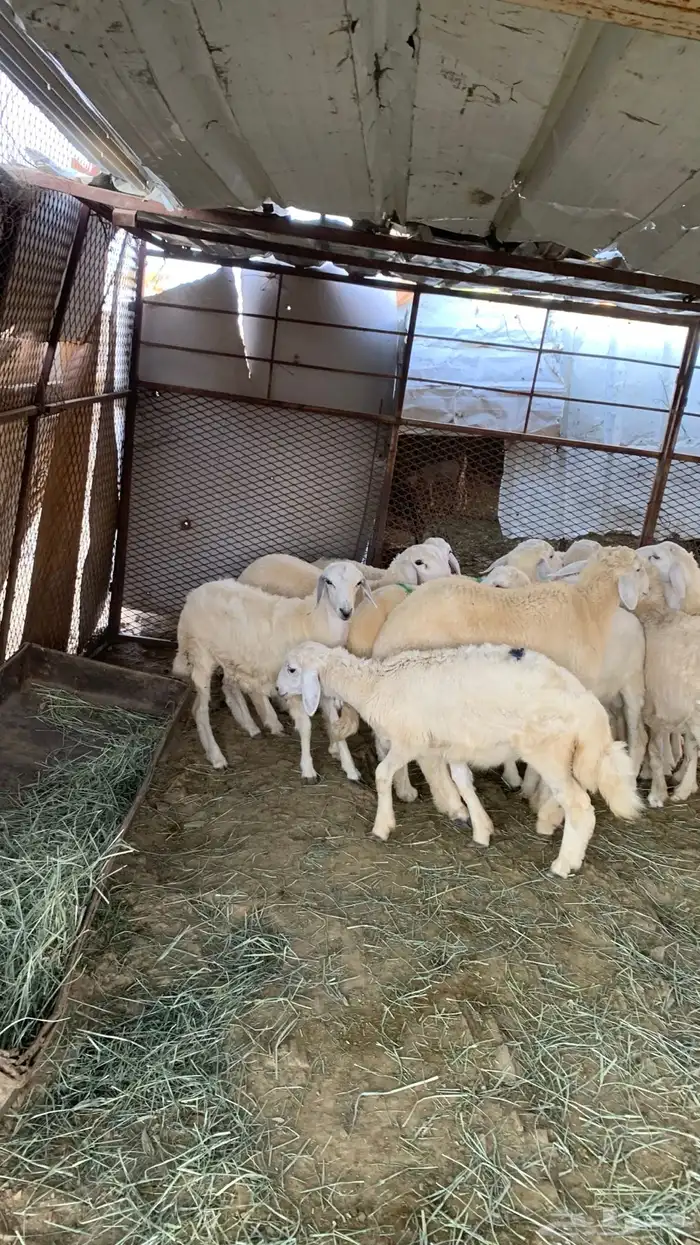 طليان وا رخال 1