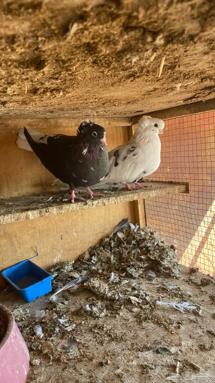 حمام قطايف 0