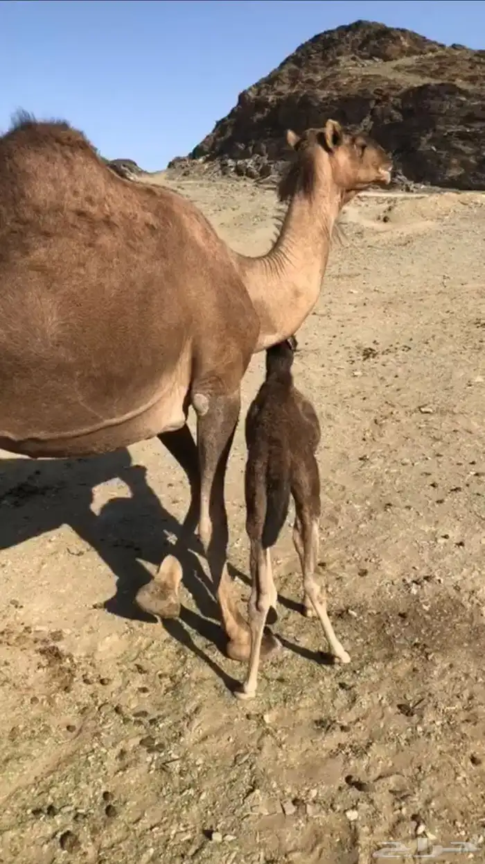 خلفة حمرا مصغر 0