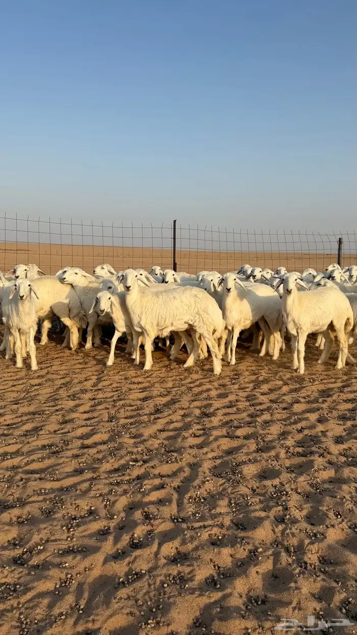 رخال حريات جذعات حلال فاخر 6