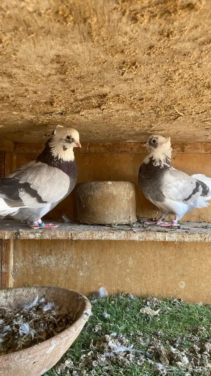 حمام قطايف 2