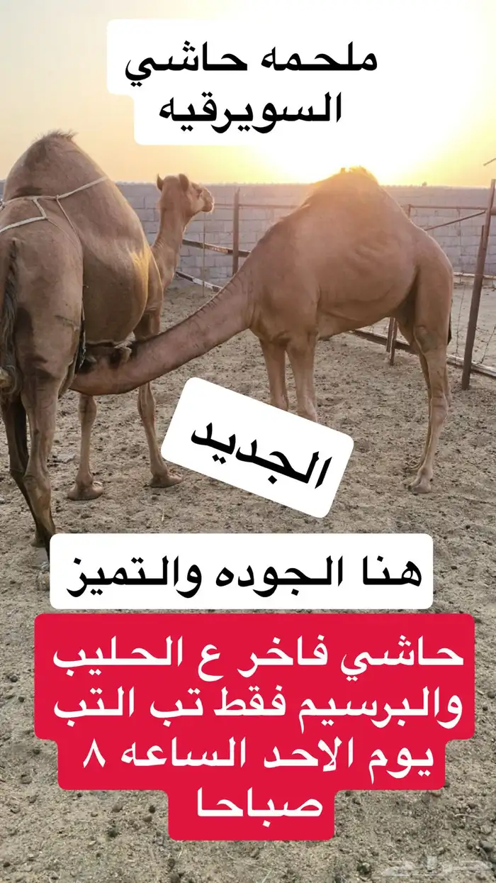 ملحمه حاشي السويرقيه الحوده 3