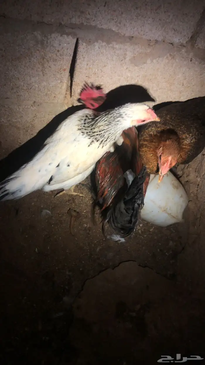 دجاج 7