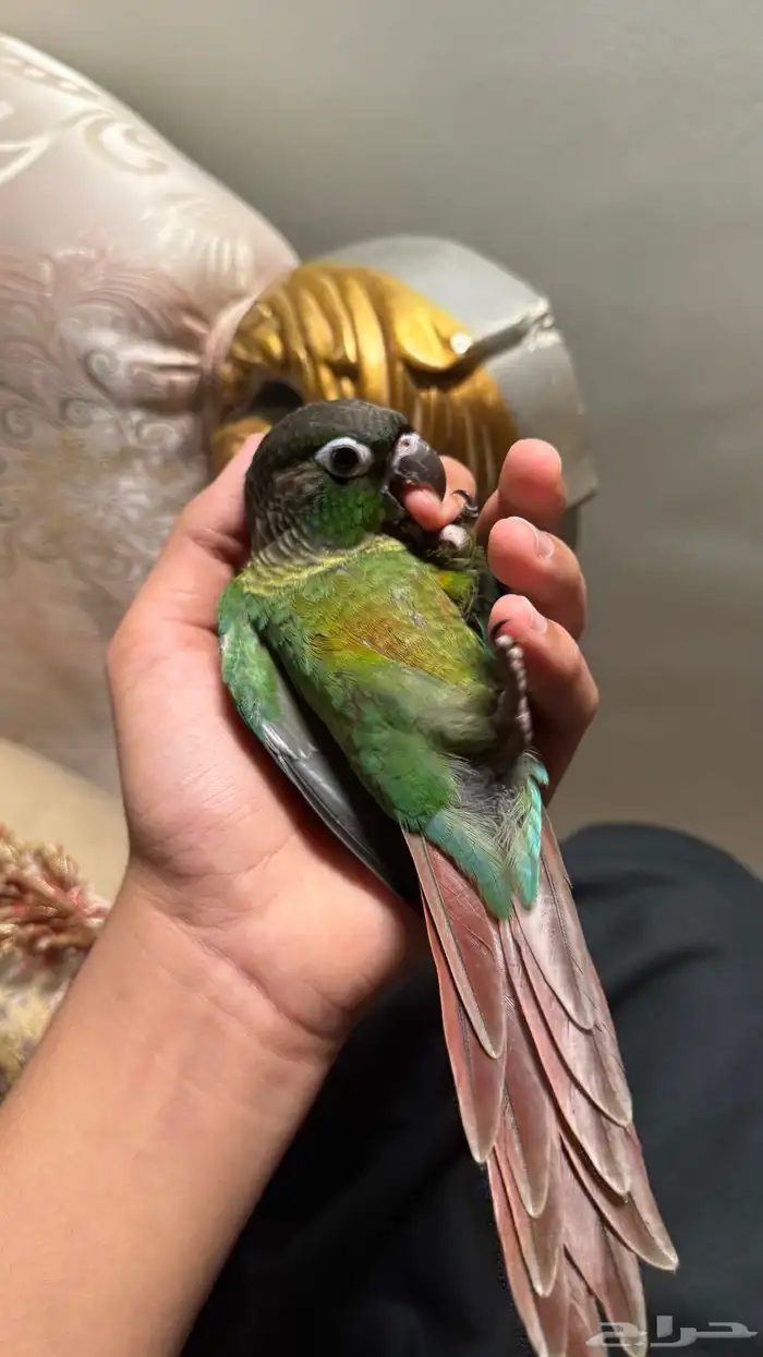 كنيور للبيع 0