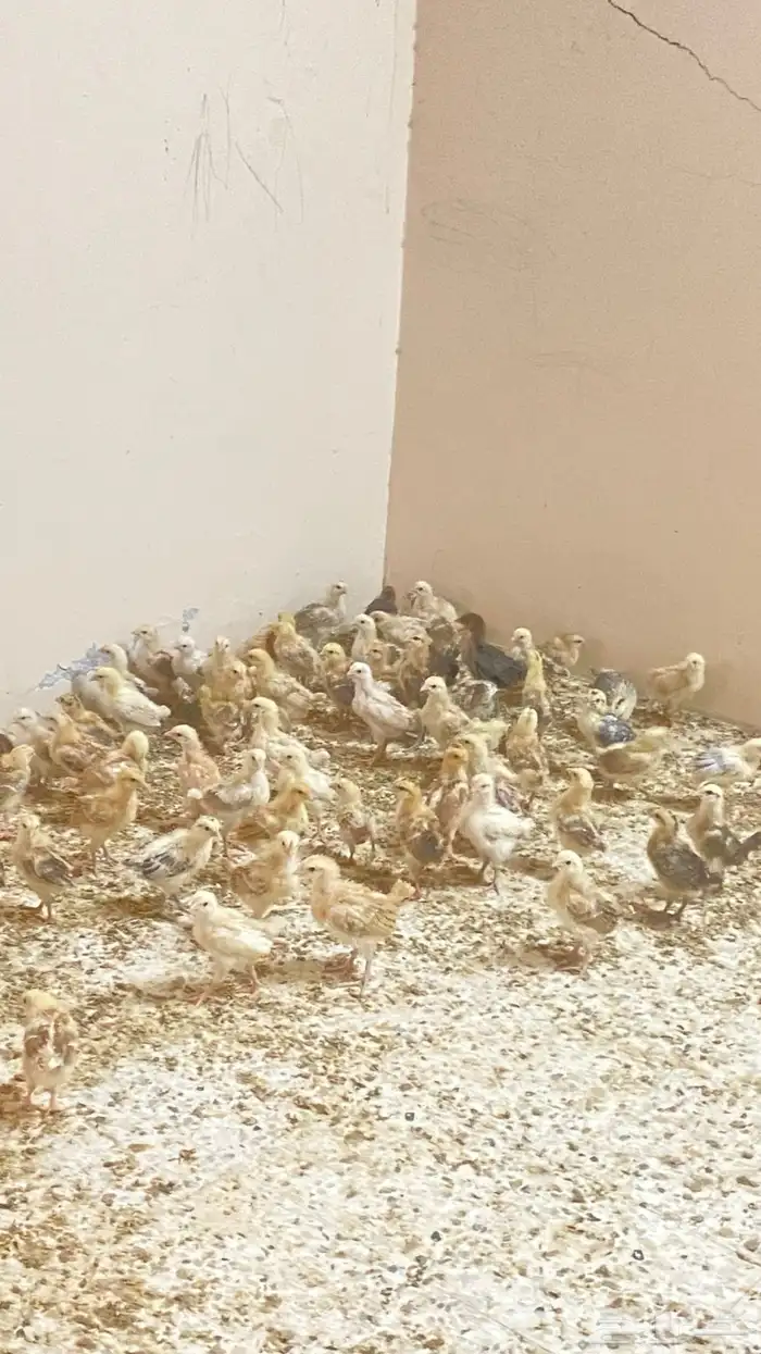 فروخ 1