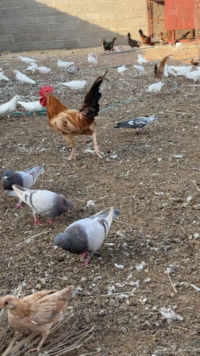 ديكة للبيع 3