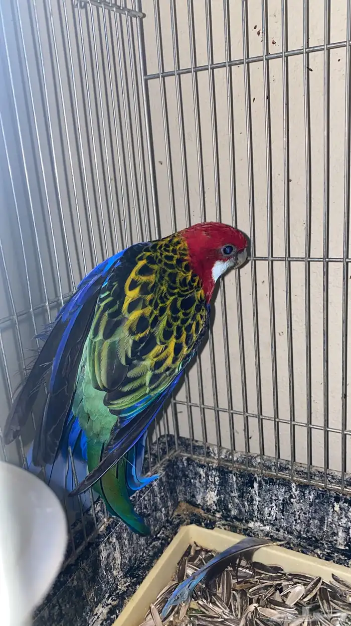 زوج طيور روزيلا للبيع 6