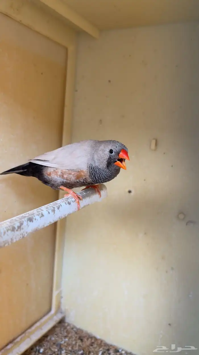 زوج شاركول 3