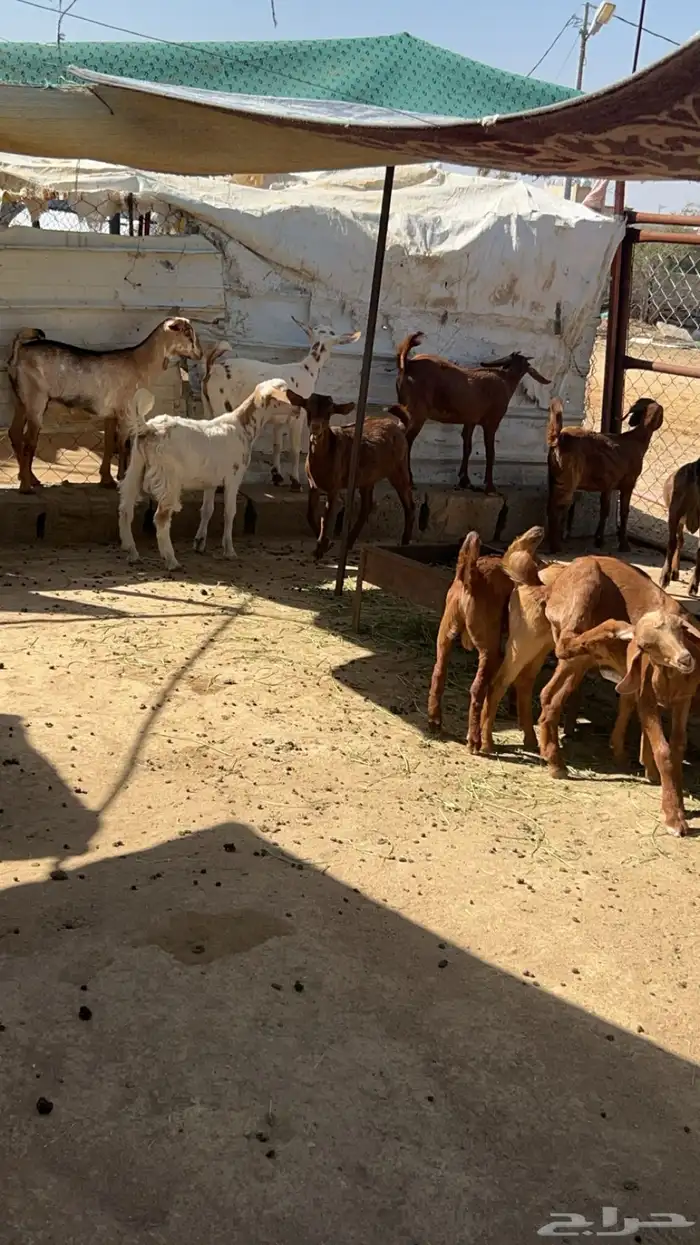 عرس للبيع تيوس وعنقان للبيع 0