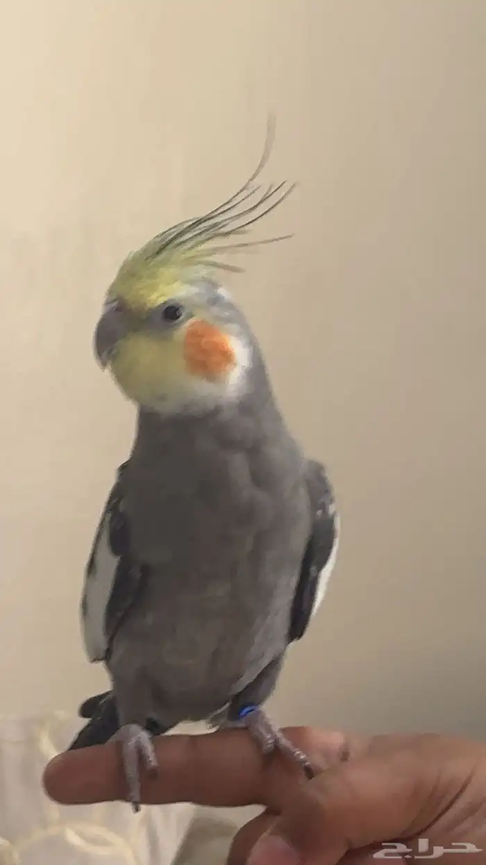 ببغاء مع أغراضه و أكله 3