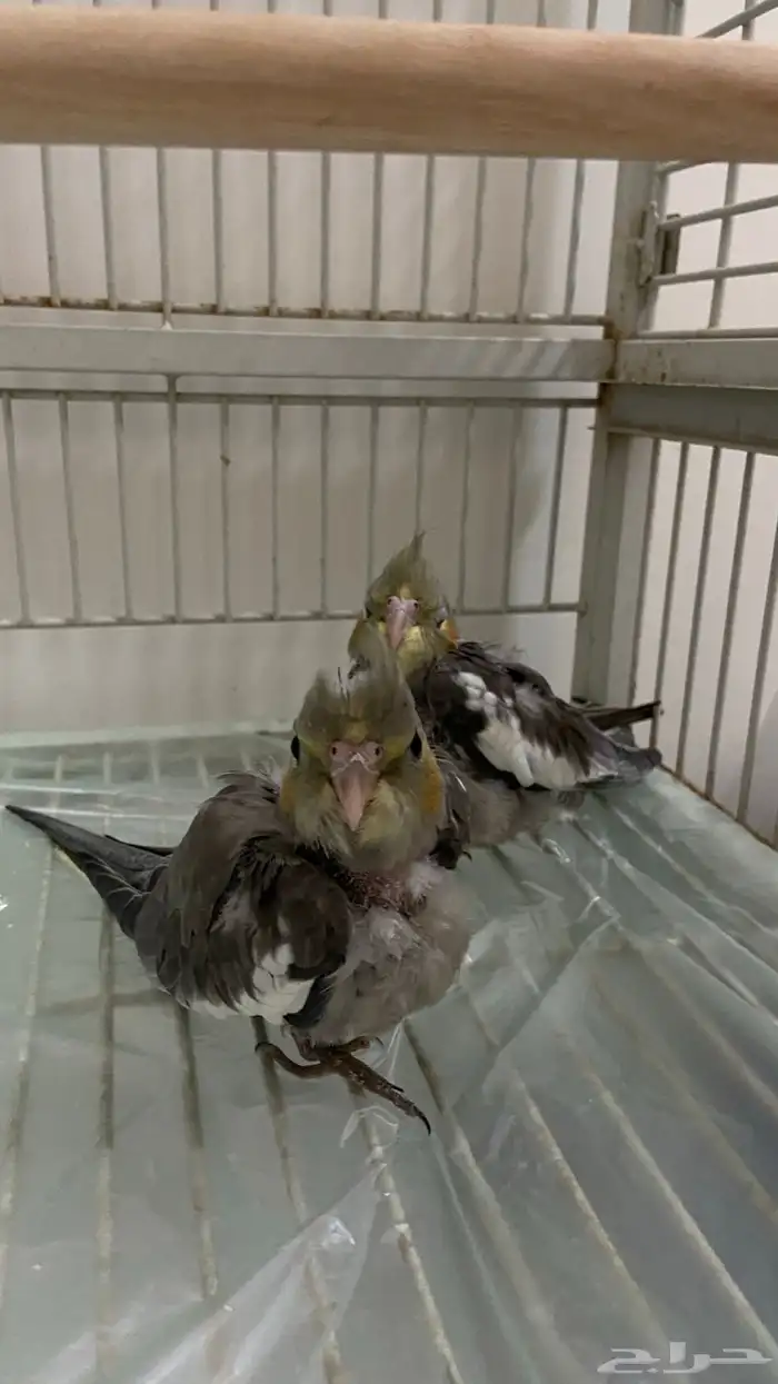 طيور كروان 0