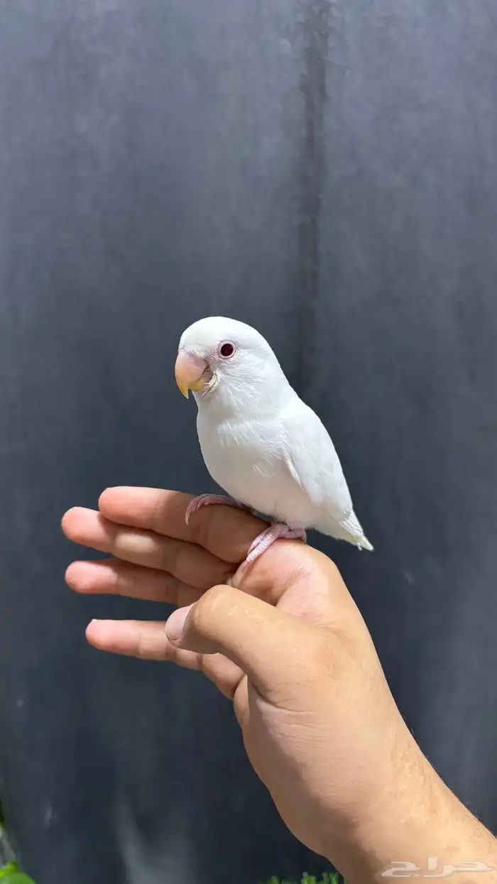 روز البينو اليف 0
