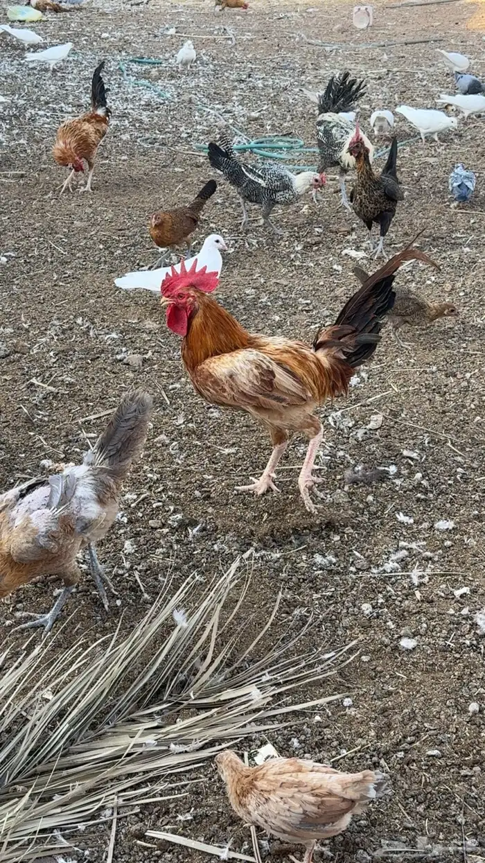 ديكة للبيع 4