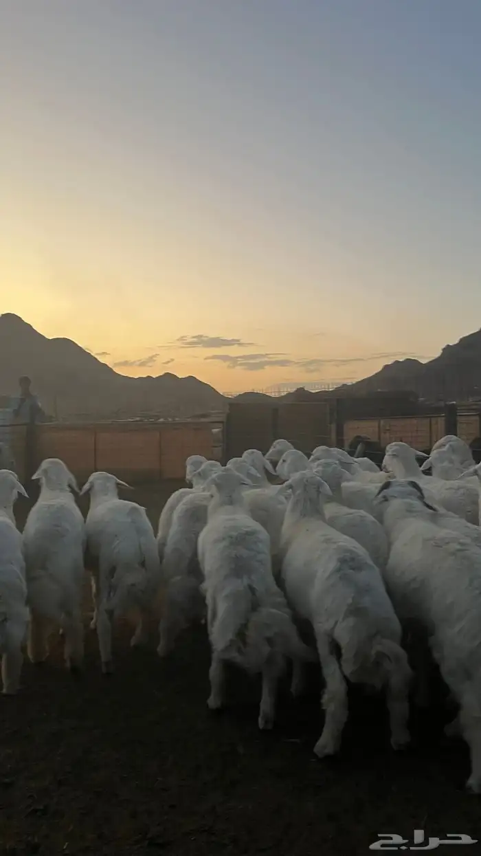 طليان حري ذبائح نظيفه شرط 12