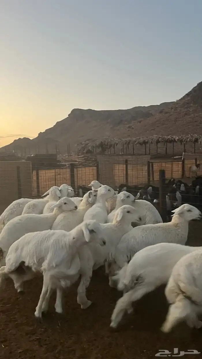 طليان حري ذبائح نظيفه شرط 14