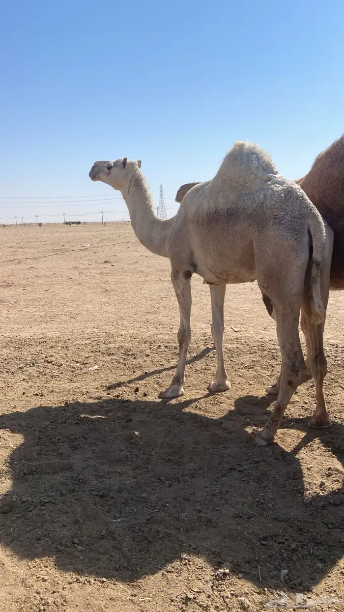 القحه وضحي 0