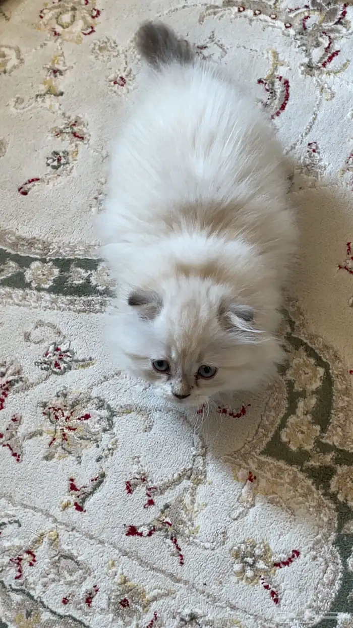 قطه مع هملايا 1
