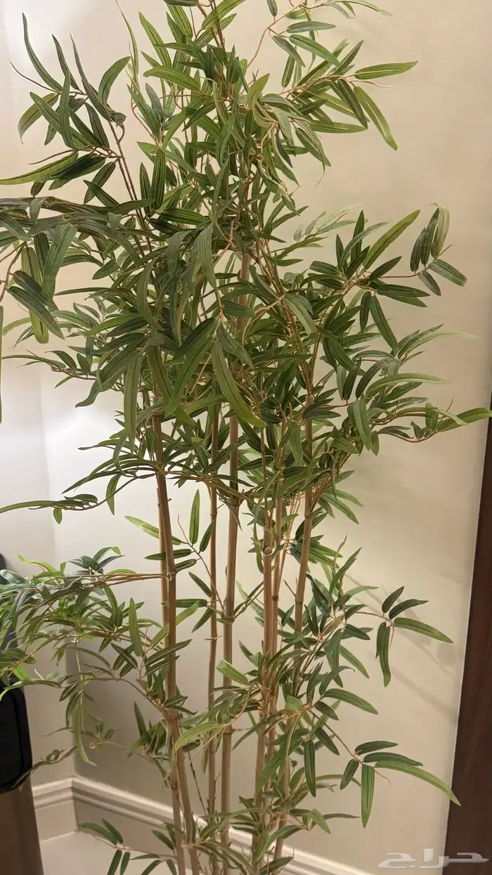 نبته زرعه 0