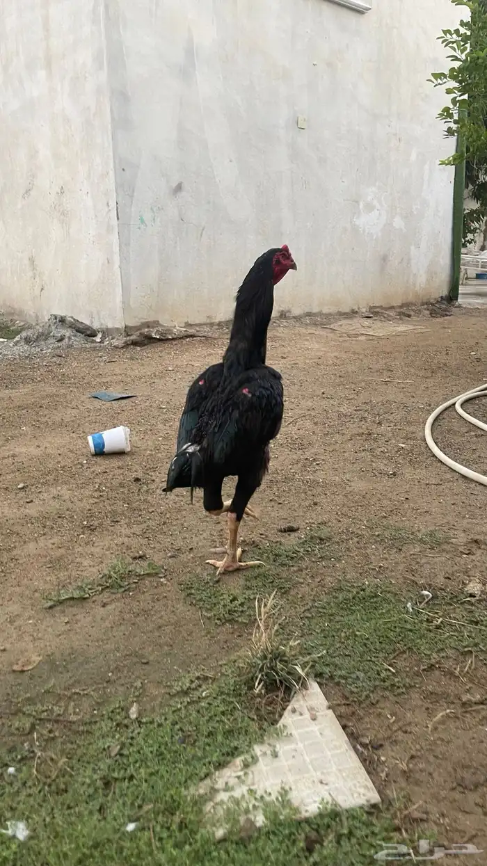 دجاج شامو 0
