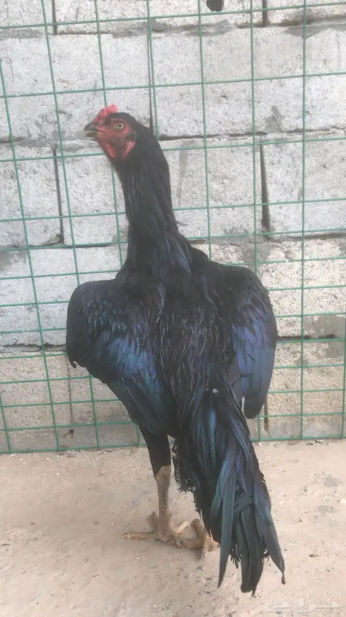 ديك شامو الماني للبيع تم البيع 3