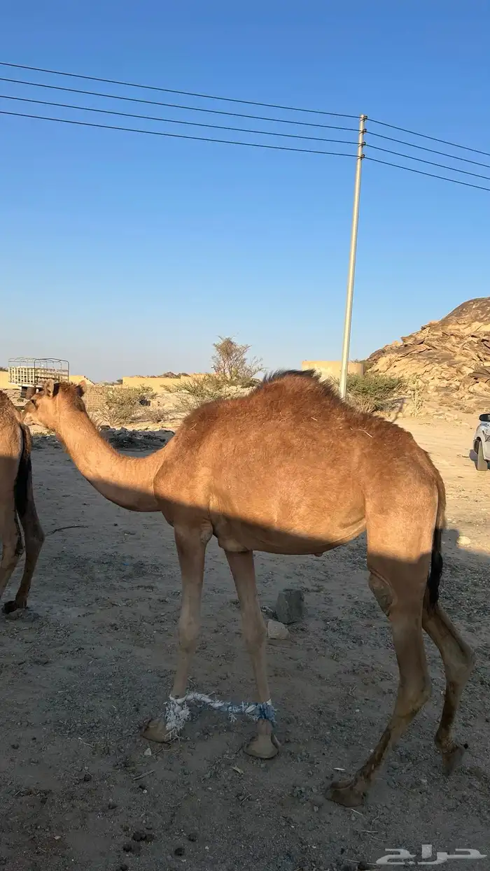 بكار حقق حمر ووحده صفراء هديات بالحيل 1