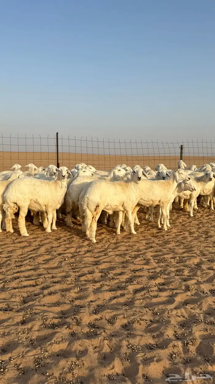 رخال حريات جذعات حلال فاخر 13