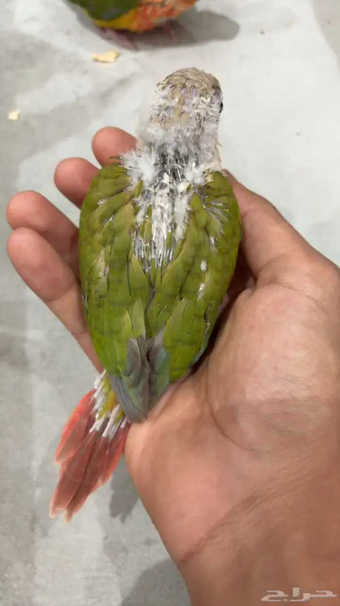 عرض فروخ كنيور 4