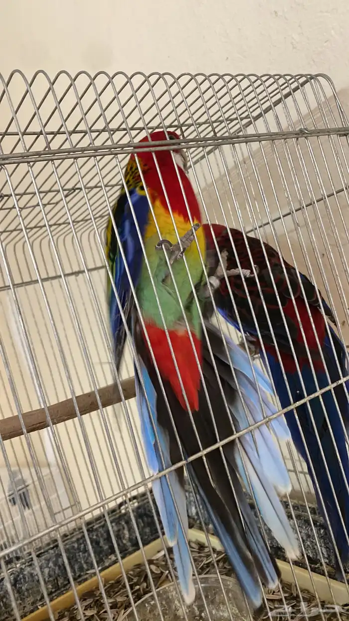 زوج طيور روزيلا للبيع 4