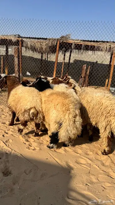 جذعان للبيع index