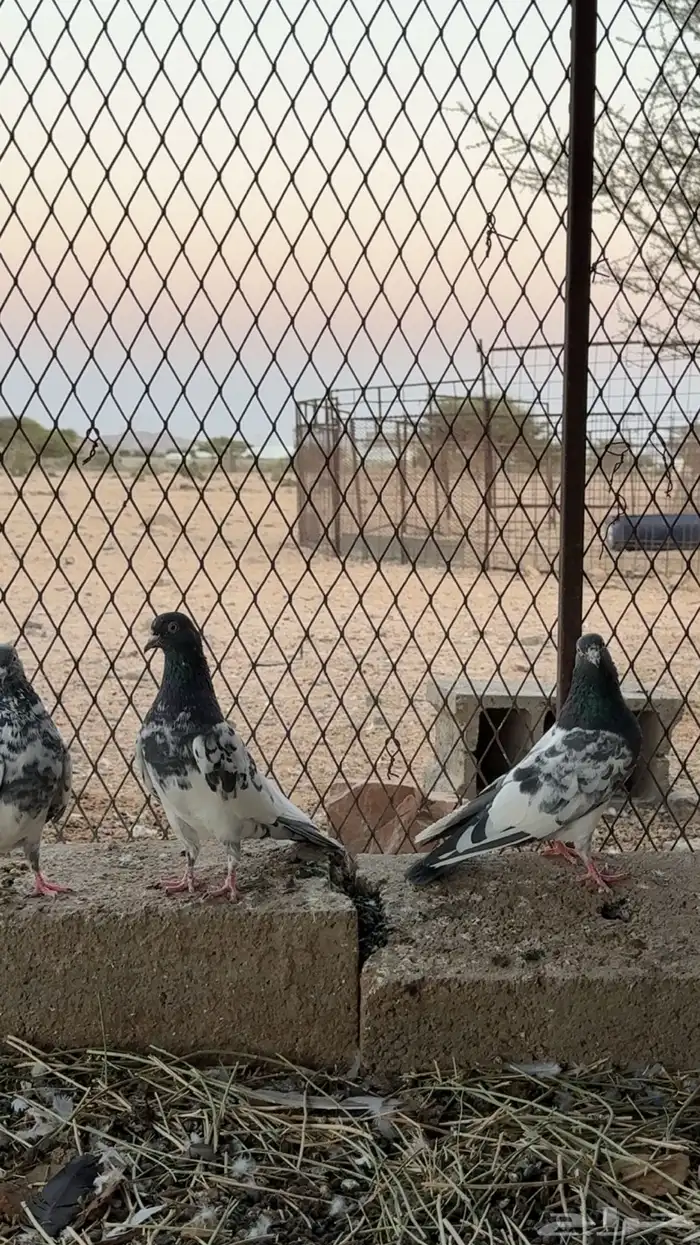 حمام باكستاني طيار 5
