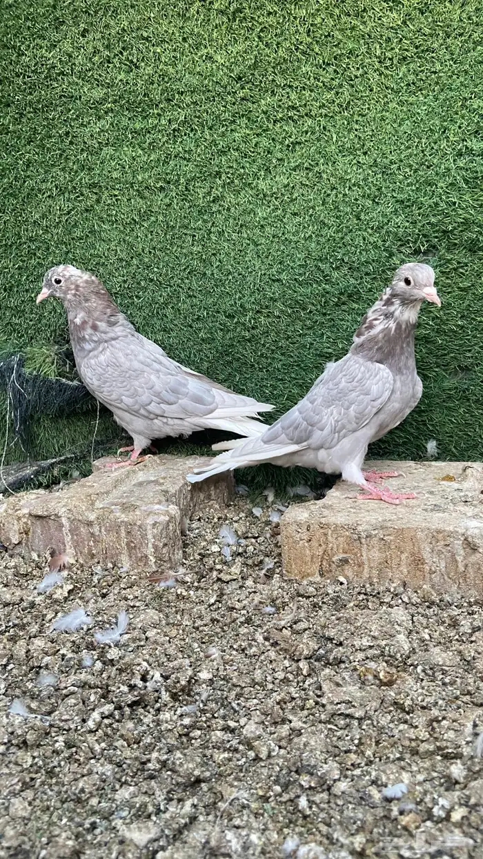 عشاق القلابي القطيفي 2