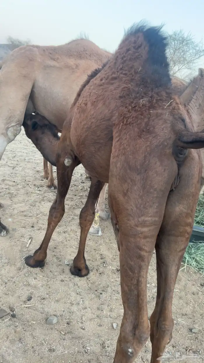 قعدان على الحليب 2