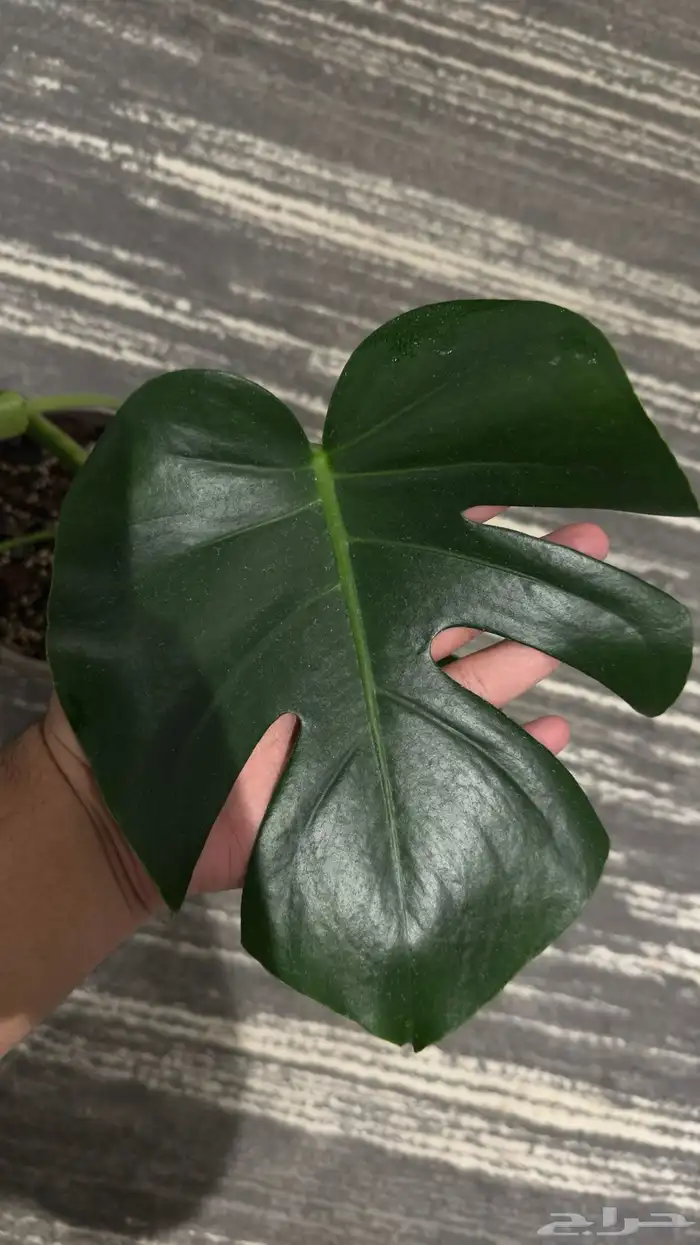نباتات داخلية مونستيرا دليسيوزا (Monstera deliciosa) 3