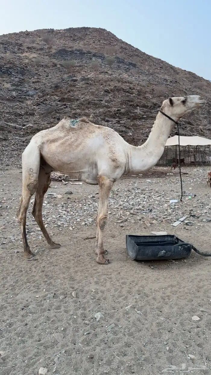 ركبي للبيع 0