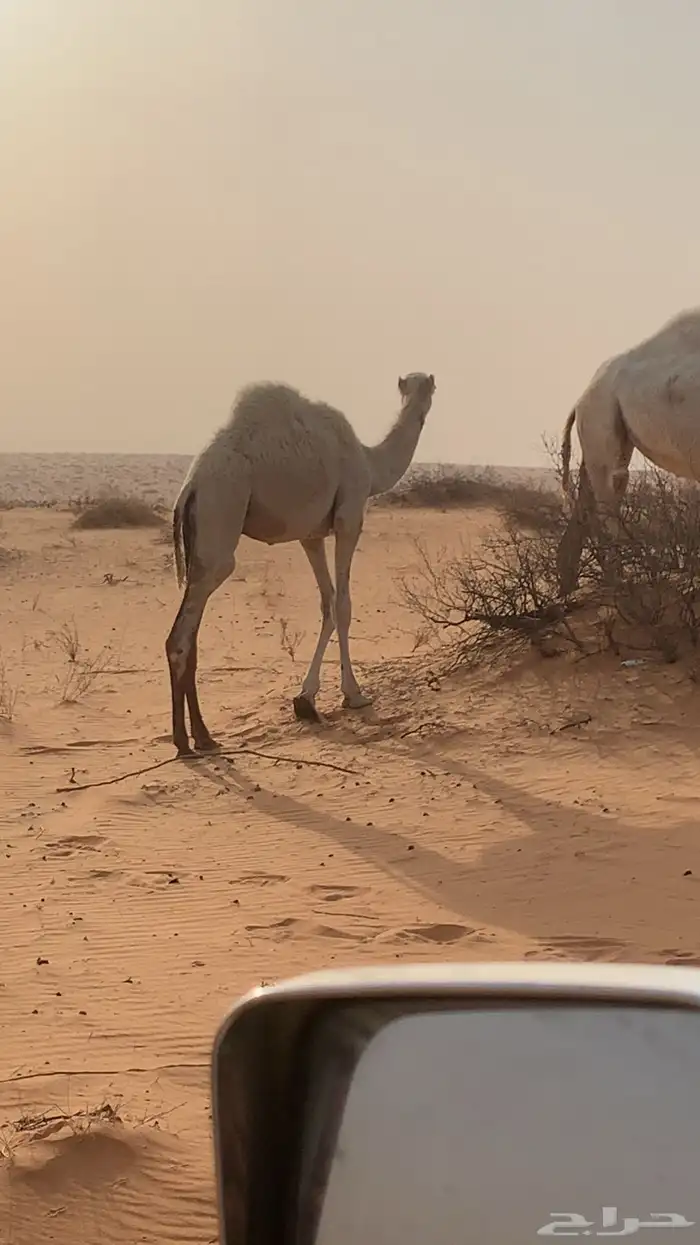 حشو العمر مخليل حليلات 3
