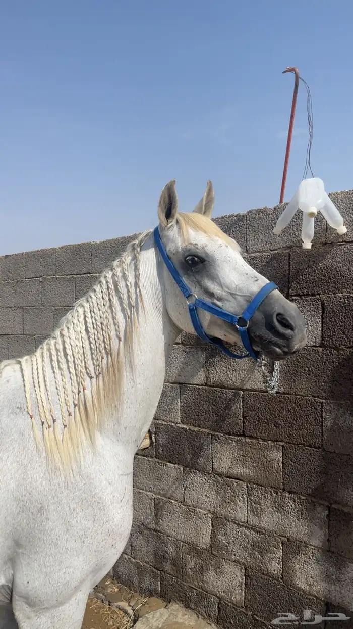 حصان شعبي . 2