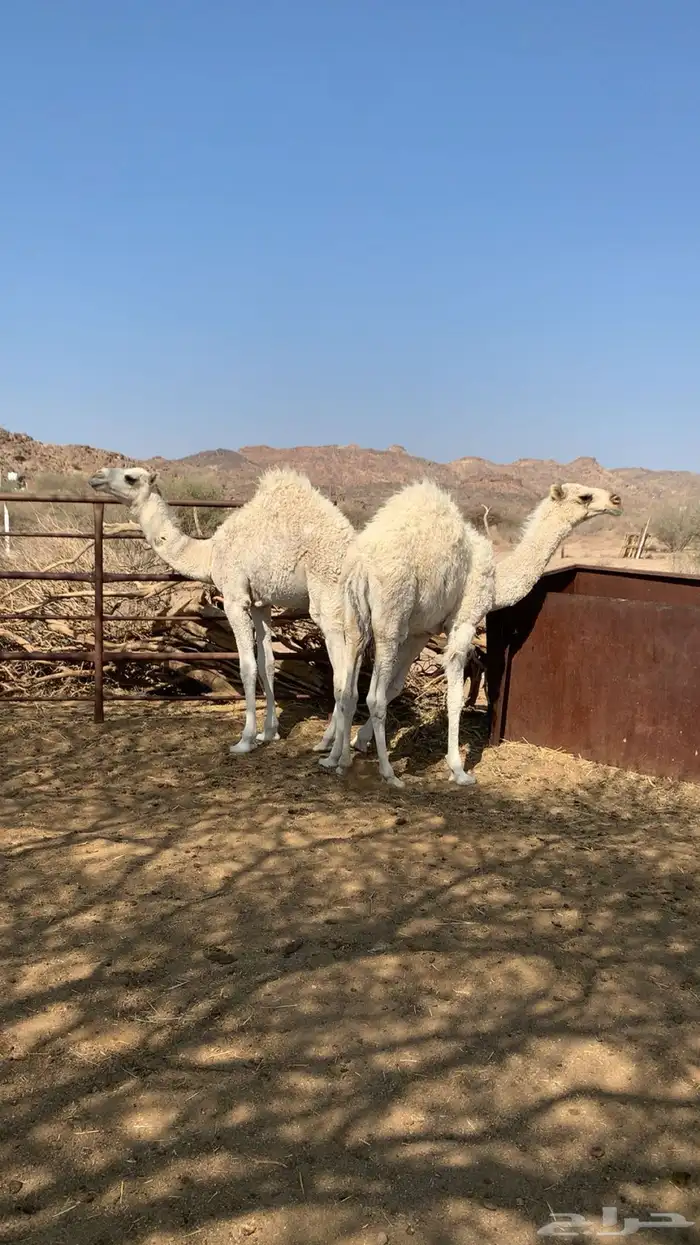 قعودين للبيع كفو مغلقه 0